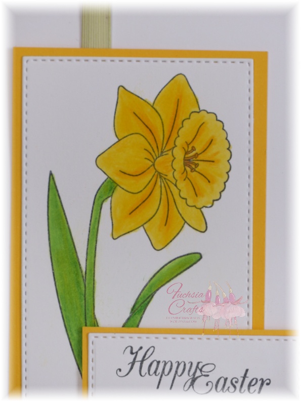 Close of up daffodil